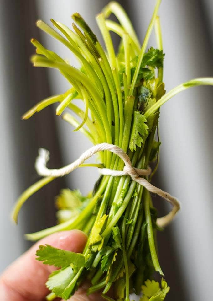 bundle cilantro stems tied with a string