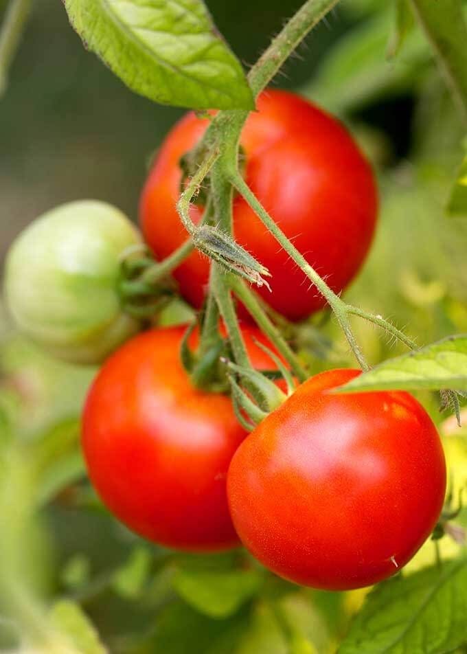 ripe tomatoes on a vine